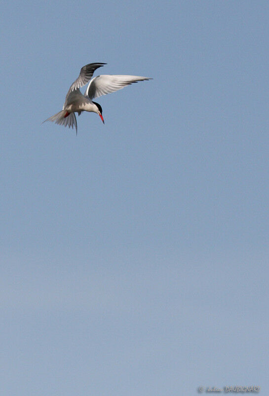 Common Tern, Flight