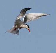 Common Tern