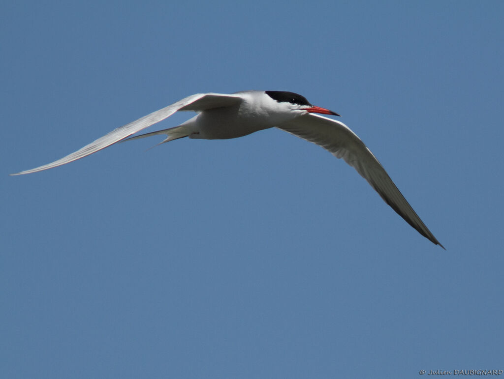 Common Ternadult, Flight