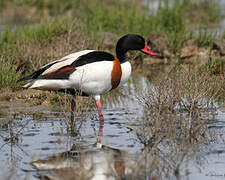 Common Shelduck