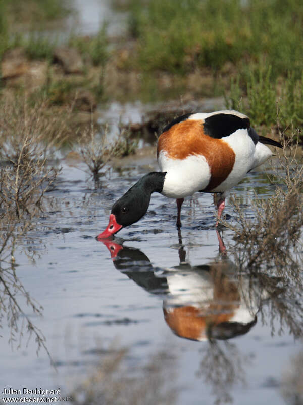 Tadorne de Belonadulte, identification, pêche/chasse