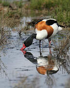 Common Shelduck