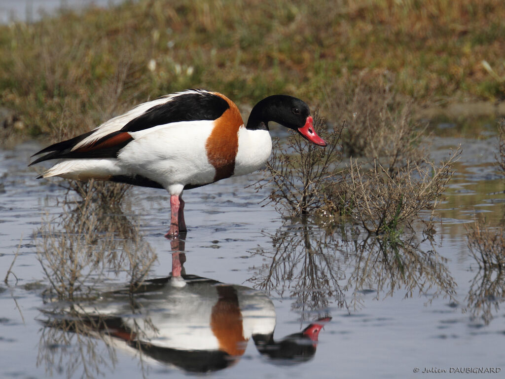 Common Shelduckadult, identification