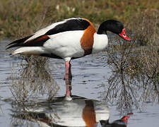 Common Shelduck