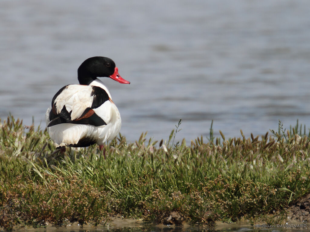 Common Shelduckadult, identification