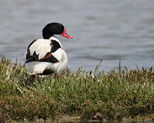 Common Shelduck