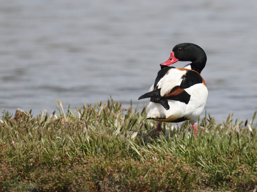 Common Shelduckadult, identification