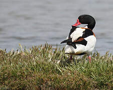 Common Shelduck