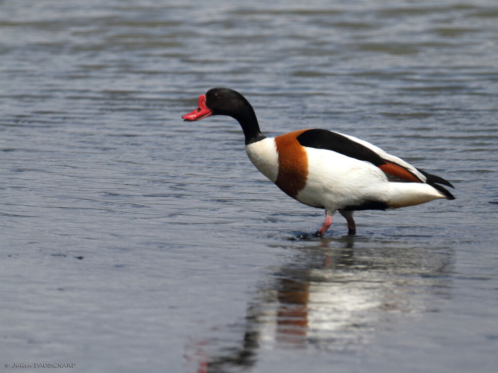 Common Shelduckadult, identification