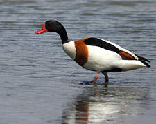 Common Shelduck