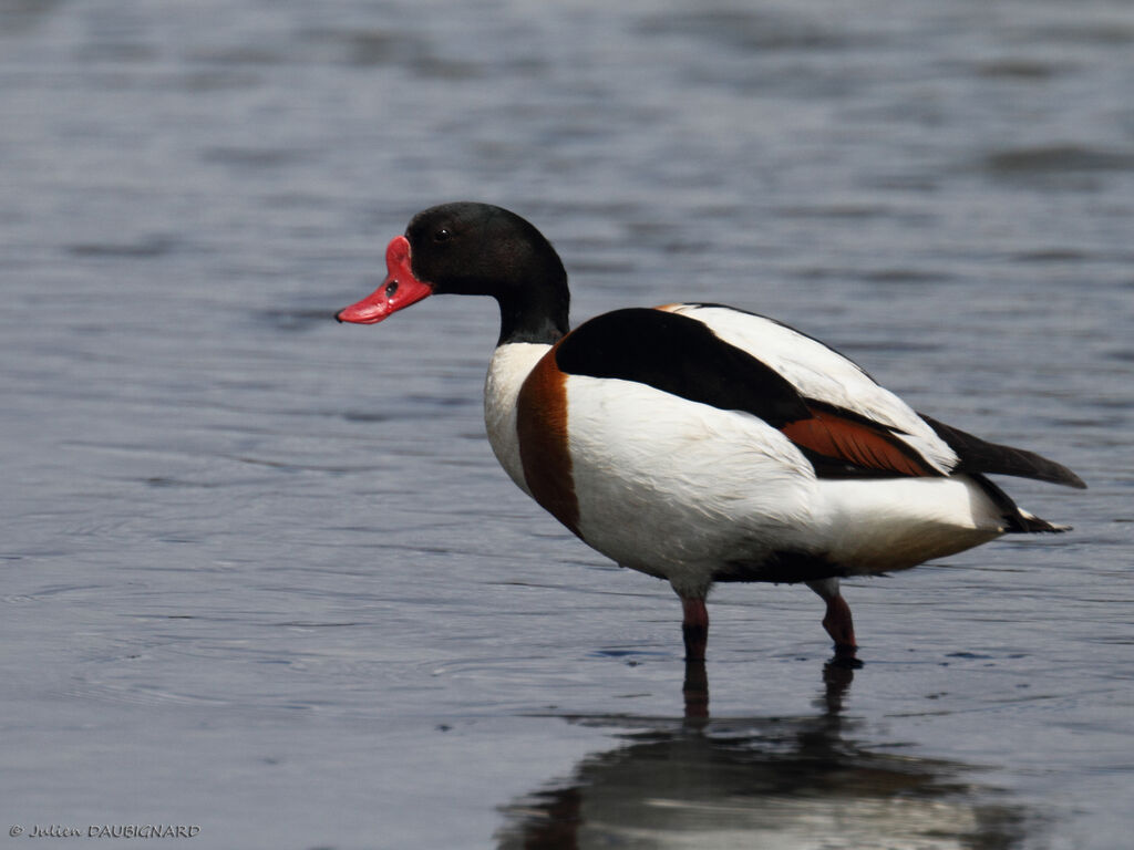 Common Shelduckadult, identification