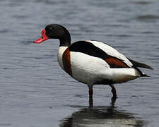 Common Shelduck