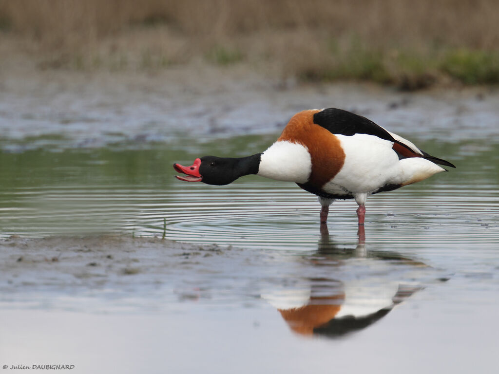 Common Shelduck, identification