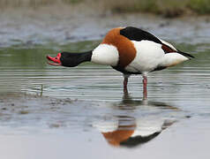 Common Shelduck