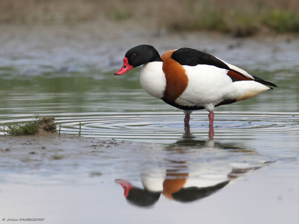 Common Shelduck, identification