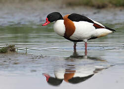 Common Shelduck