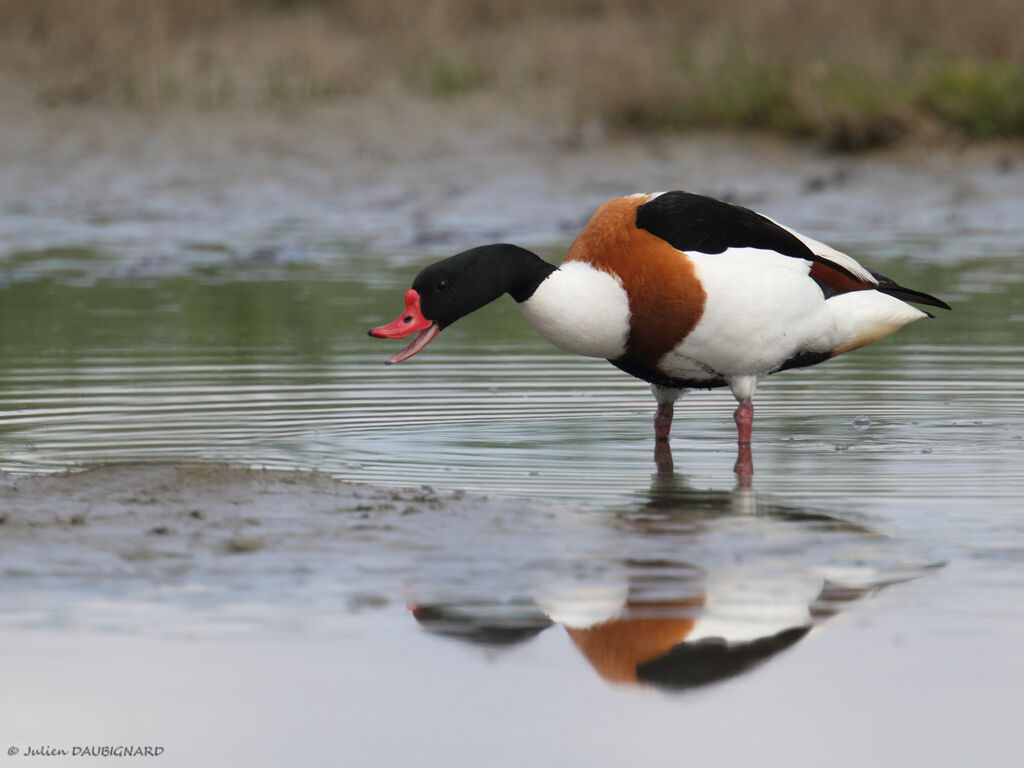 Common Shelduck, identification