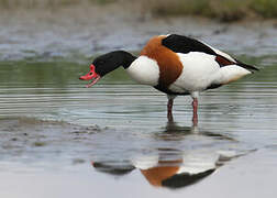 Common Shelduck