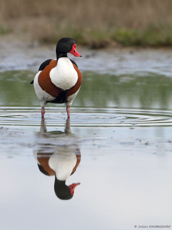 Common Shelduck, identification