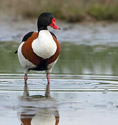 Common Shelduck