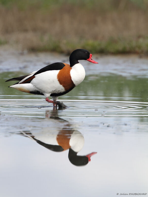 Common Shelduck, identification