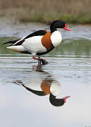 Common Shelduck