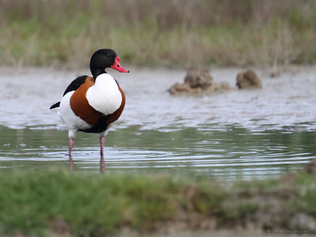 Tadorne de Belon, identification