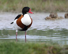 Common Shelduck