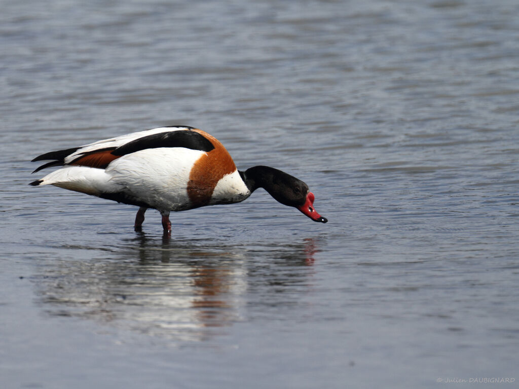 Common Shelduckadult, identification