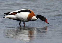 Common Shelduck