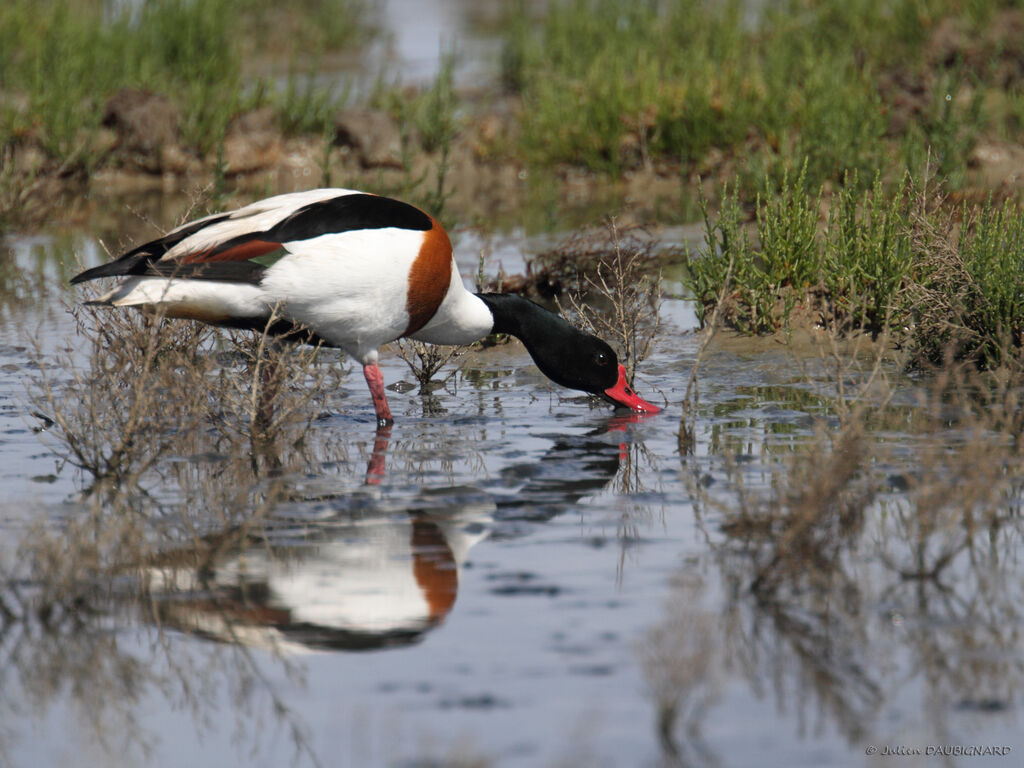 Common Shelduckadult, identification, eats