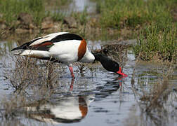 Common Shelduck