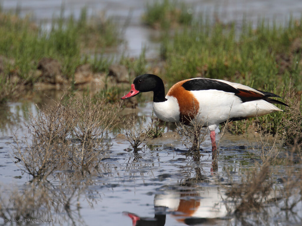 Common Shelduckadult, identification