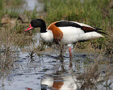 Common Shelduck