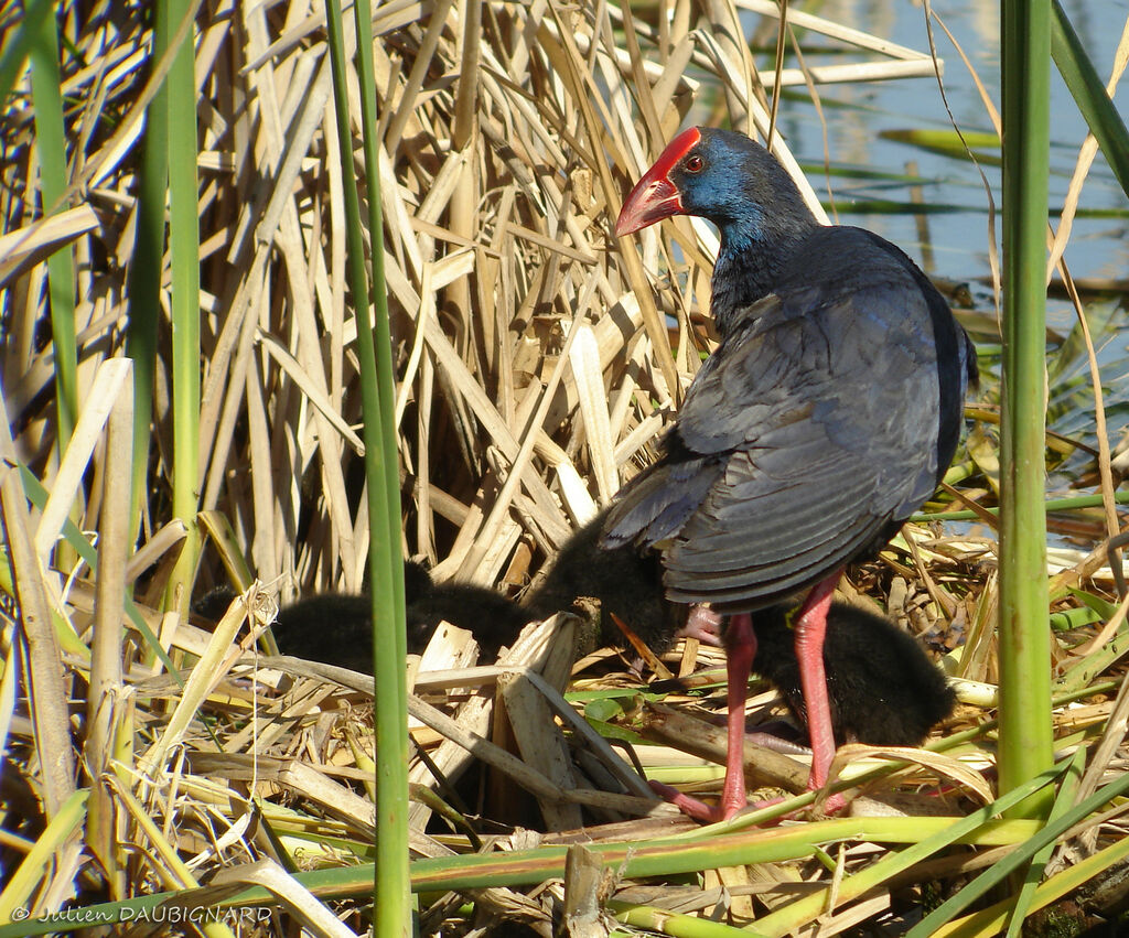 Talève sultaneadulte, identification