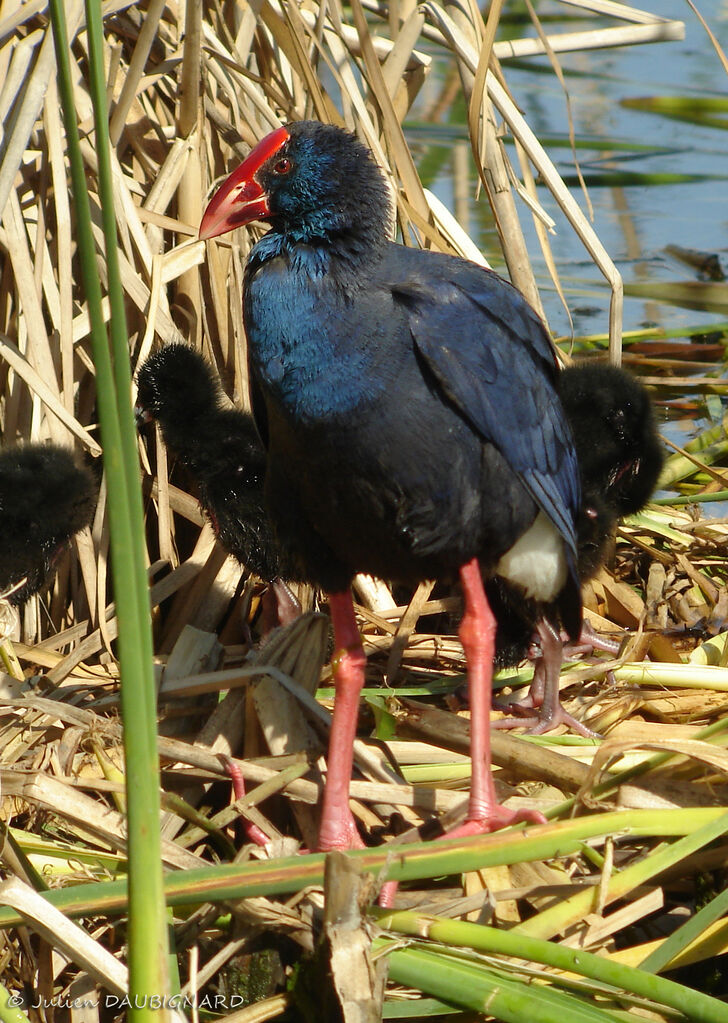 Talève sultaneadulte, identification