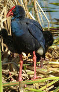 Western Swamphen