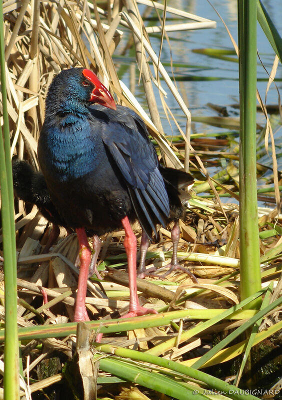 Talève sultaneadulte, identification