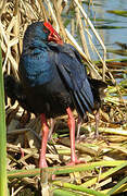 Western Swamphen