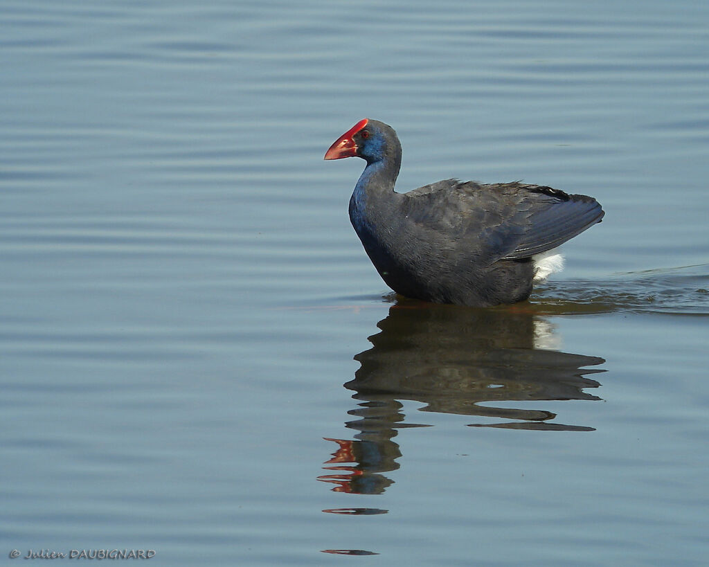 Talève sultaneadulte, identification