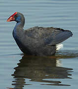 Western Swamphen