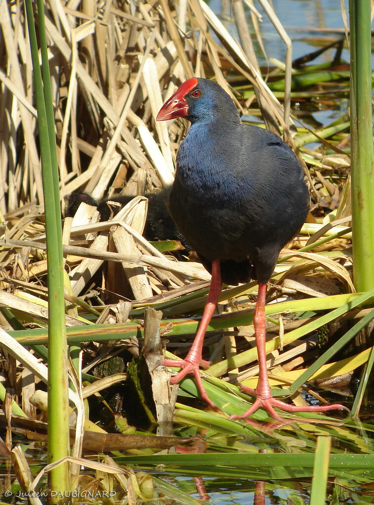 Talève sultaneadulte, identification