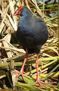 Western Swamphen