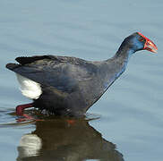 Western Swamphen