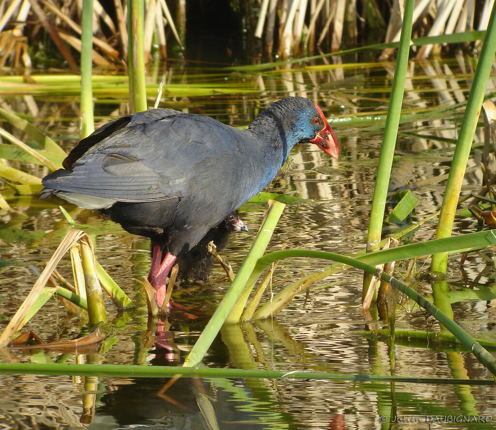 Talève sultaneadulte, identification