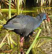 Western Swamphen