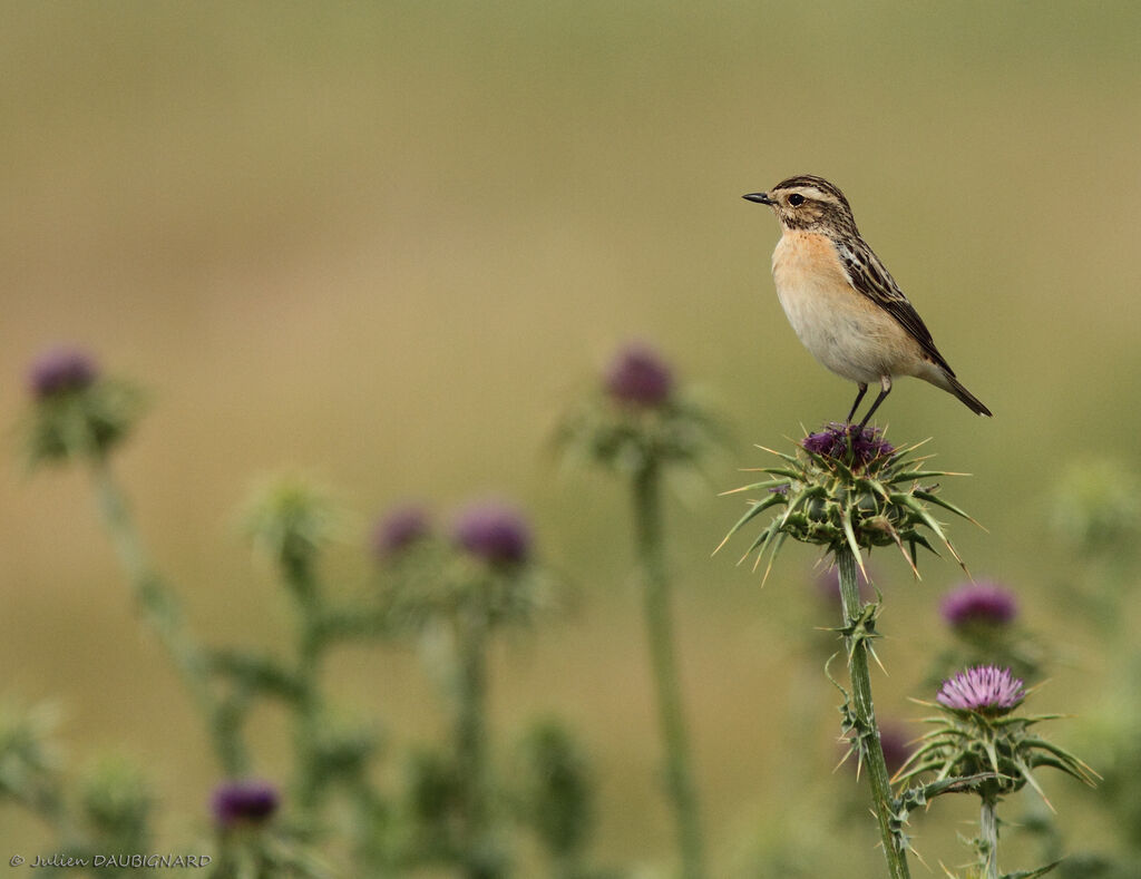 Tarier des prés, identification