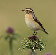 Whinchat