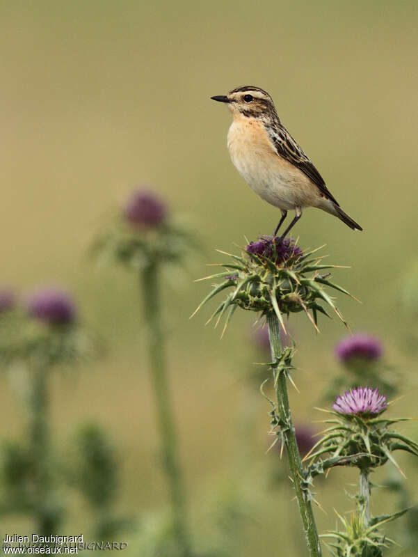 Whinchat female adult breeding, identification