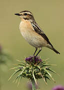 Whinchat